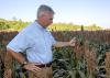 Grain sorghum acreage was low this year because of low prices and sugarcane aphid problems. Mississippi State University Extension Service specialist Erick Larson examined sorghum ready for harvest Sept. 15, 2016, at MSU’s R.R. Foil Plant Science Research Center in Starkville, Mississippi. (Photo by MSU Extension Service/Kevin Hudson)