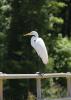 Great egrets, such as this one resting at the Sam D. Hamilton Noxubee National Wildlife Refuge in 2015, are not uncommon sights in Mississippi’s state parks. The refuge is located in Noxubee, Oktibbeha and Winston counties. (File photo by MSU Extension Service/Kevin Hudson)