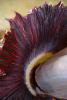The titan arum’s spathe opens for one day every seven to 10 years. The leafy, petal-like structure, which contains both male and female flowers, emits a strong odor similar to decaying meat to attract the plant’s native pollinators. (Photo by MSU Extension Service/Susan Collins-Smith)