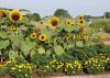 Mississippi State University horticulture experts will lead educational seminars, answer gardening questions, and offer walking and wagon tours of the gardens at the annual fall flower and vegetable tour at the North Mississippi Research and Extension Center in Verona on Sept. 20, 2014. (File Photo)