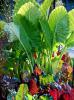 Bright Lights Swiss chard are attractive with colorful stems and leaves that are yellow, orange, pink violet, burgundy and red. The glossy leaves from these plants under giant taro elephant ears glow when backlit by the sun.