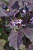 Slim Jim eggplant offers exceptional dark purple foliage and iridescent lavender-violet blossoms and can be grown as an ornamental. (Photo by Norman Winter)