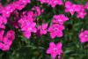 The flowers of Bouquet Purple dianthus are a vivid, dark pink with petals having tattered, upturned margins. The stems are up to 18 inches long, making these a great choice for cut flowers.  (Photos by Gary Bachman) 