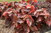 Acalypha Bronze Pink works well in the landscape or containers. The leaves are dark pink to reddish bronze. It gives a terrific show when planted in mass in the landscape and is a great thriller plant in containers. 