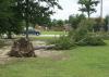 Some trees put down deep roots, but most of the root system is in the top 12 to 14 inches of soil. This tree, with its roots ripped out of the ground, has little chance of recovery. Trees can heal themselves after storm damage in a process called compartmentalization. 