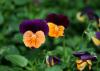 Violas come in gorgeous colors and last from Thanksgiving through Easter. The Sorbet series has a seemingly limitless selection of colors, such as Sorbet Orange Duet, a beautiful orange and purple bicolor.