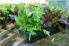 Winter lettuce can be grown in almost any container. This Encore Mix is portable as it is planted in a large, plastic tray. (Photo by Gary Bachman)