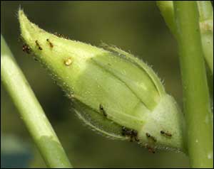 A mature mound will house over 100,000 ants.