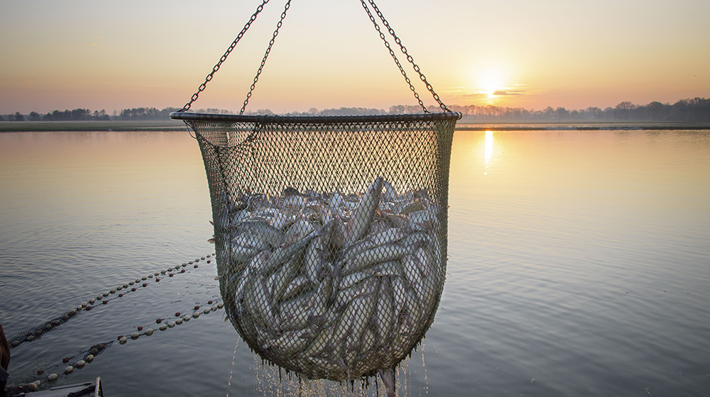 water drips from a large net filled with catfish after its lifted from a pond 