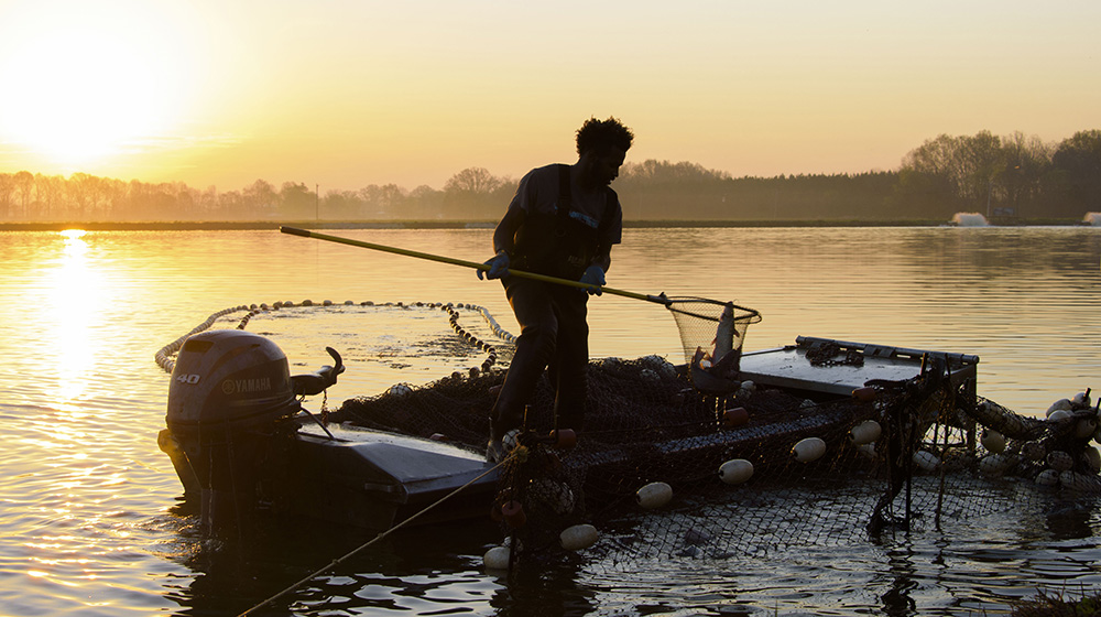 man standing in a motorboat using a large fishing net to catch catfish against an orange sunrise 