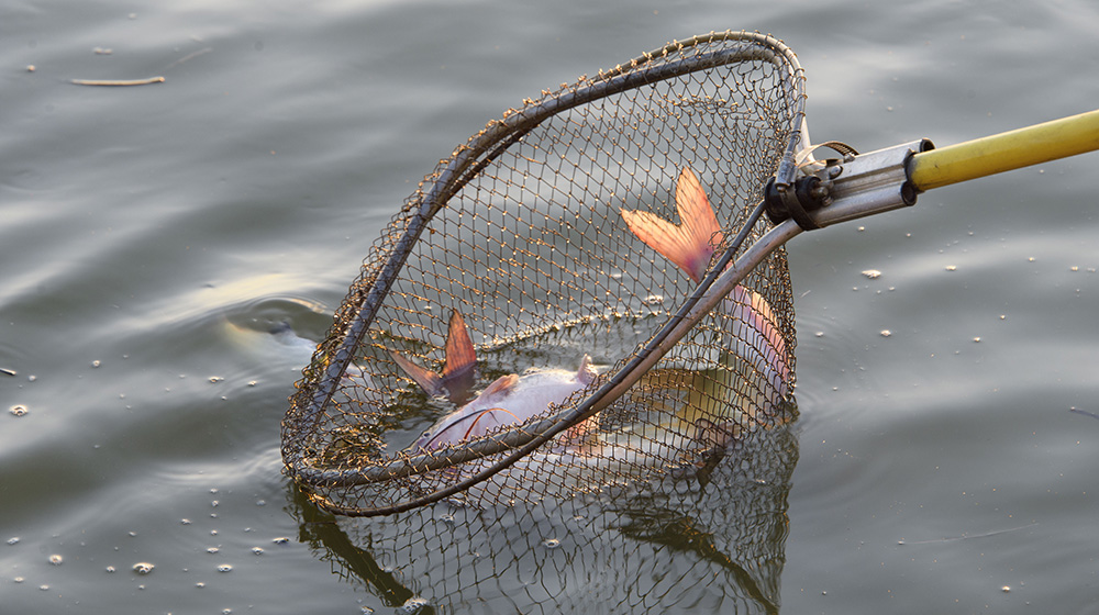 Close-up of a dip net being used to catch catfish in a pond