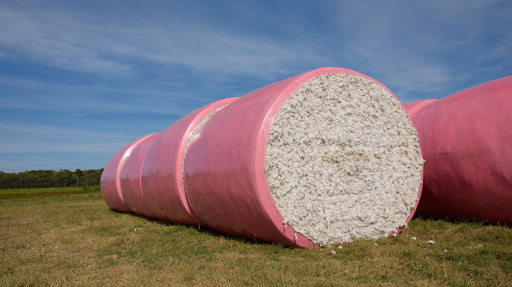 Bales of pink-wrapped, round cotton bales sit in a field.