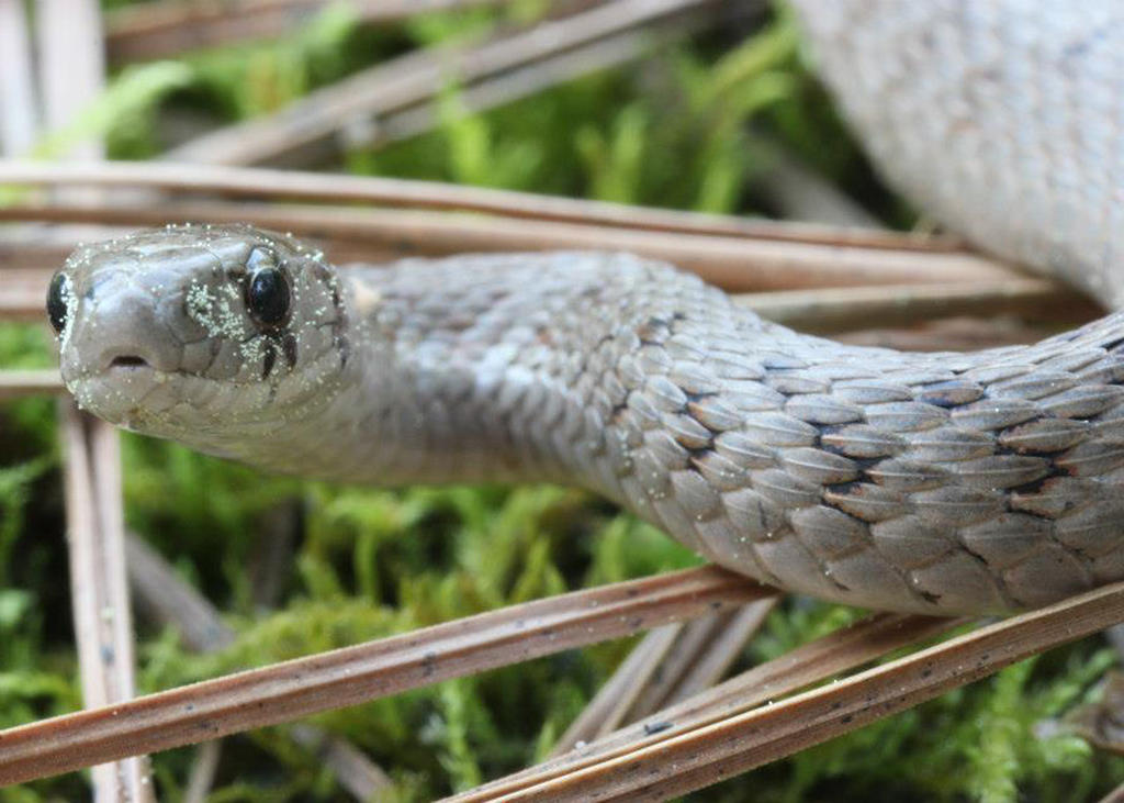 brown snake, showing nonvenomous characteristics including round pupils and an oval, elongated head.