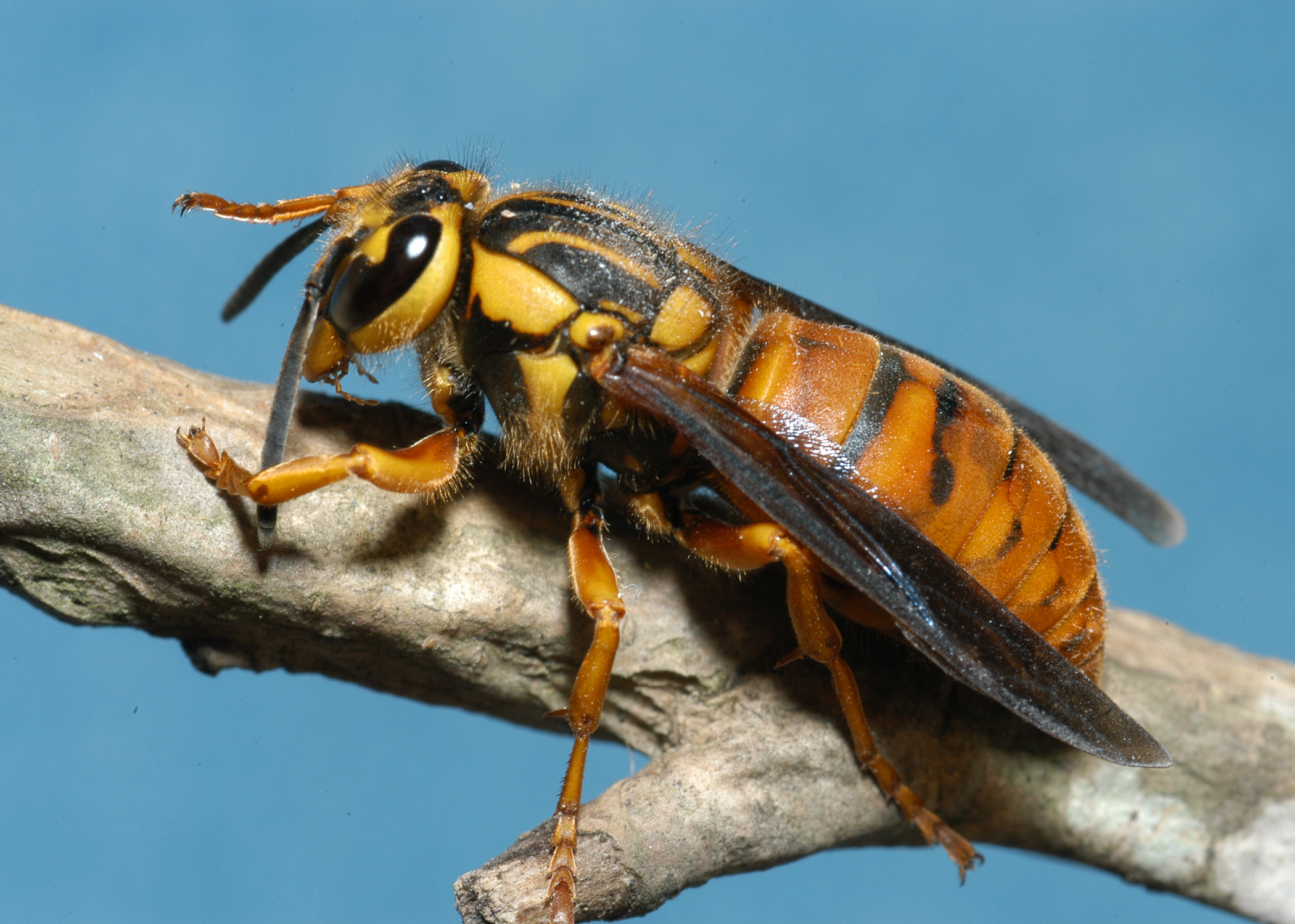 A Southern YellowJacket Queen on a stick.