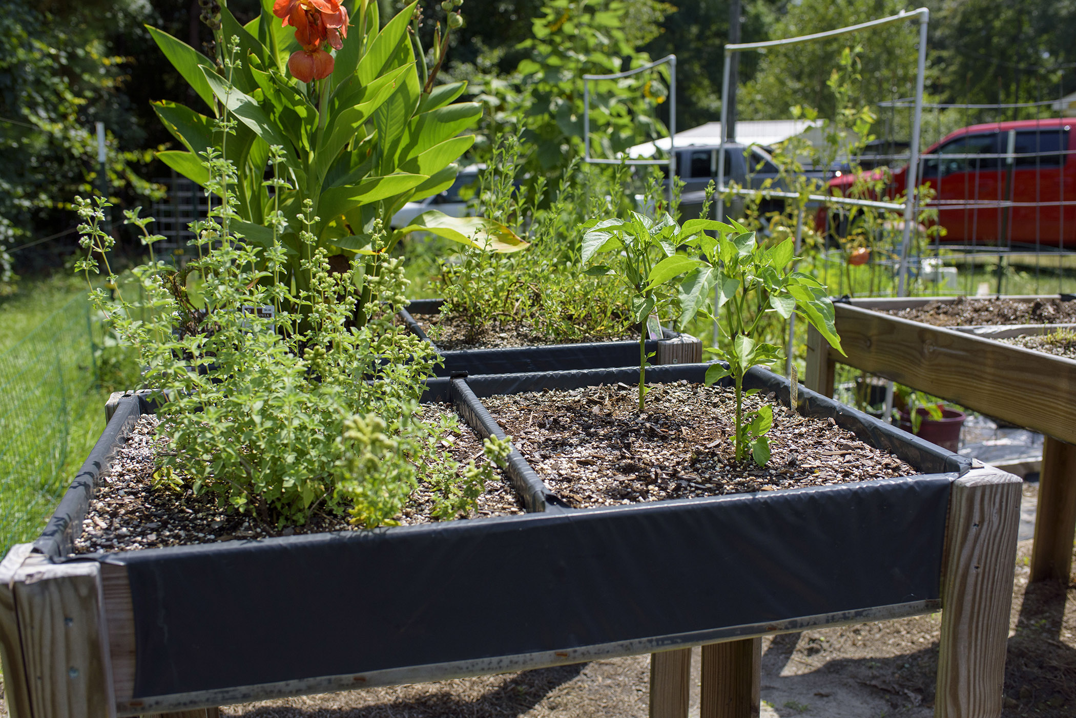 Close-up of a young leafy green vegetable plant growing in a salad table with other herbs and marigolds.