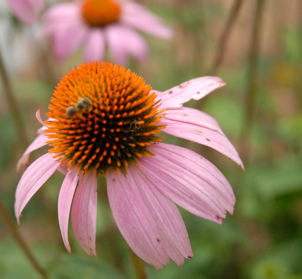 Pink coneflower