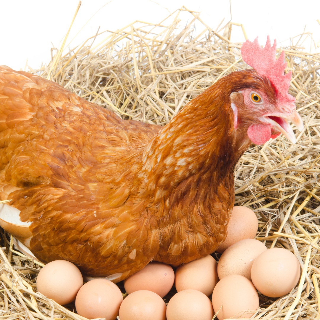 Red chicken laying eggs.