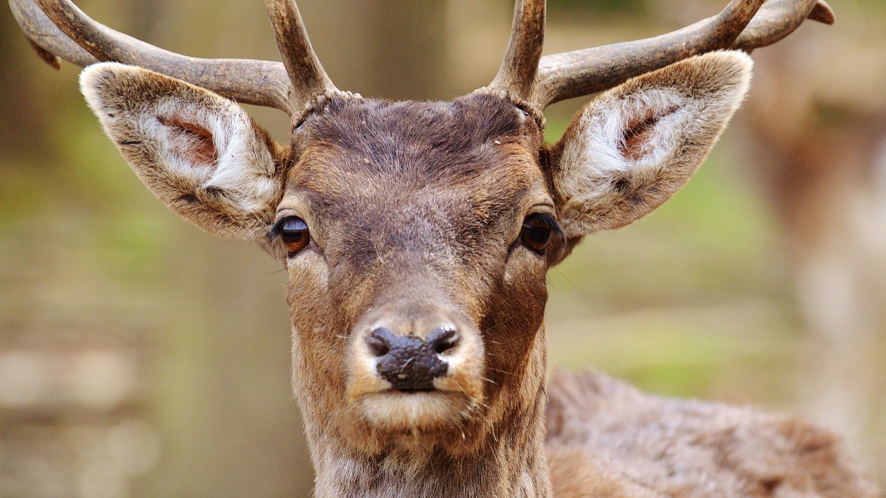 whitetail deer