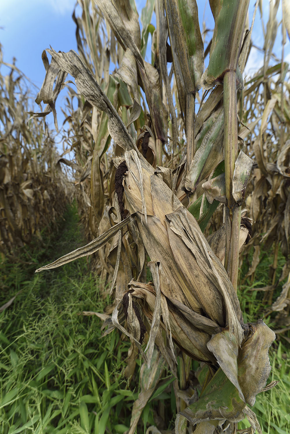 Close-up view of an ear of field corn encased in brown husk ready for harvest. 