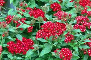 Butterfly pentas