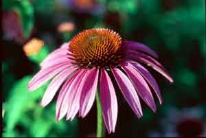 Purple coneflowers