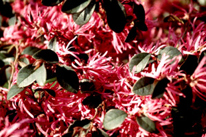 Burgundy Loropetalum