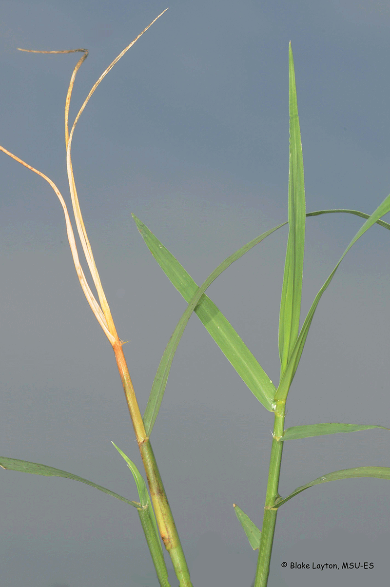 This is an image of Bermudagrass with Stem Maggot damage.