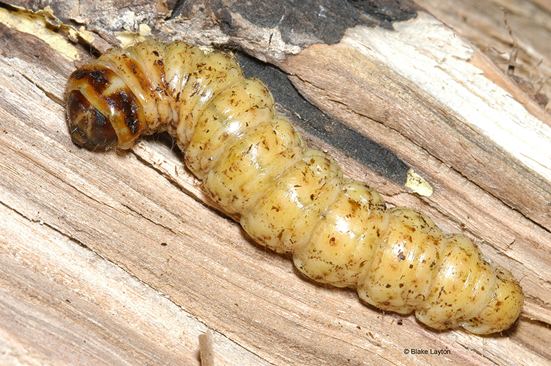 a carpenterworm boring into a tree.