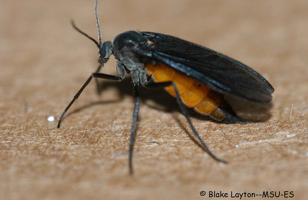 small orange fly with black wings