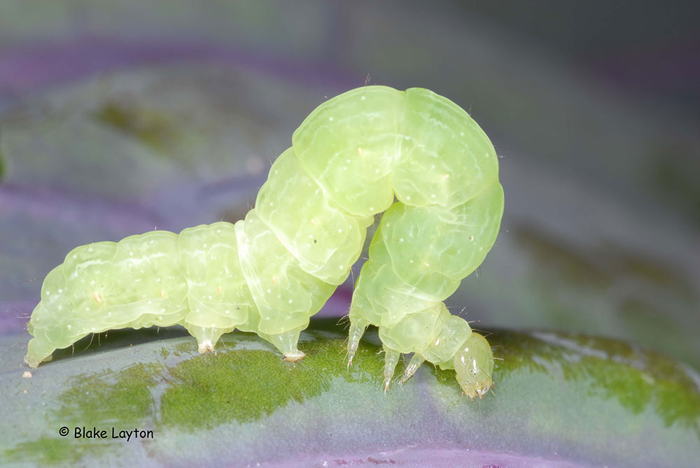 a green caterpillar