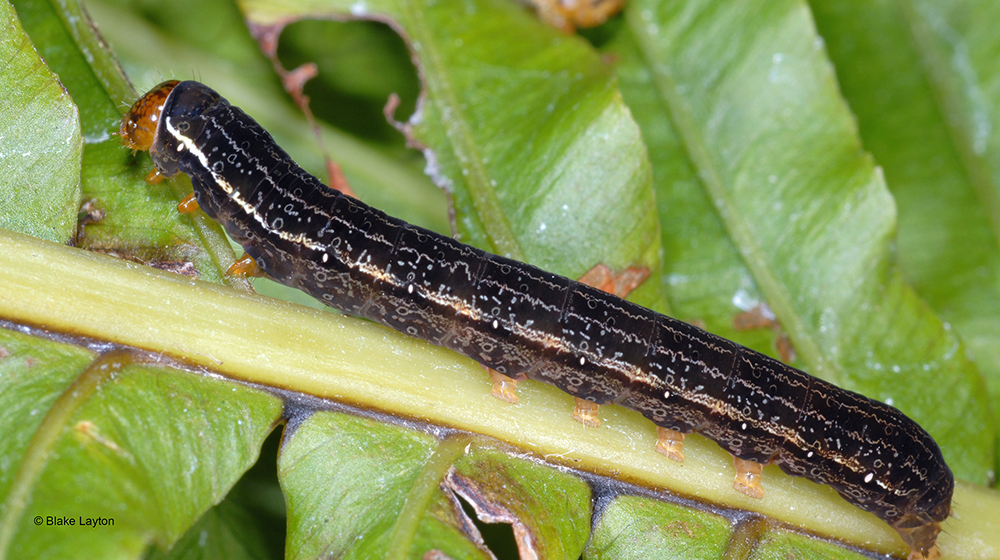 This Florida fern caterpillar has dark markings to brown or velvety black with fine light-colored markings.