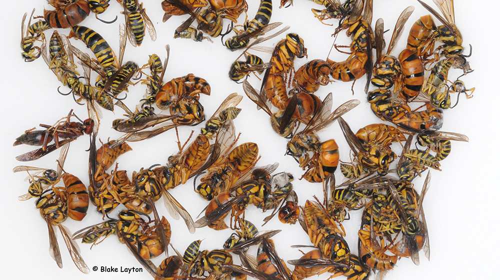 all three castes of southern yellowjackets.