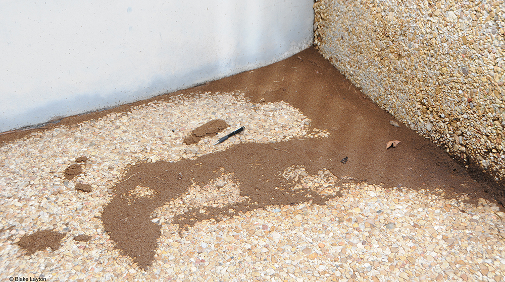 A large pile of dead ants against a building foundation.