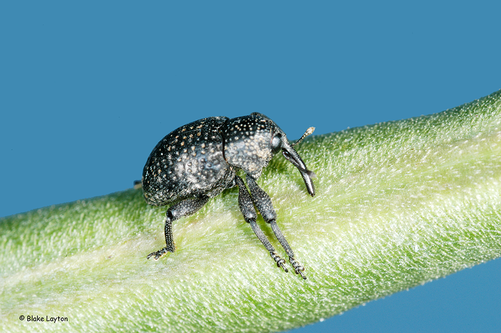 A Cowpea Curculio on a pea pod.