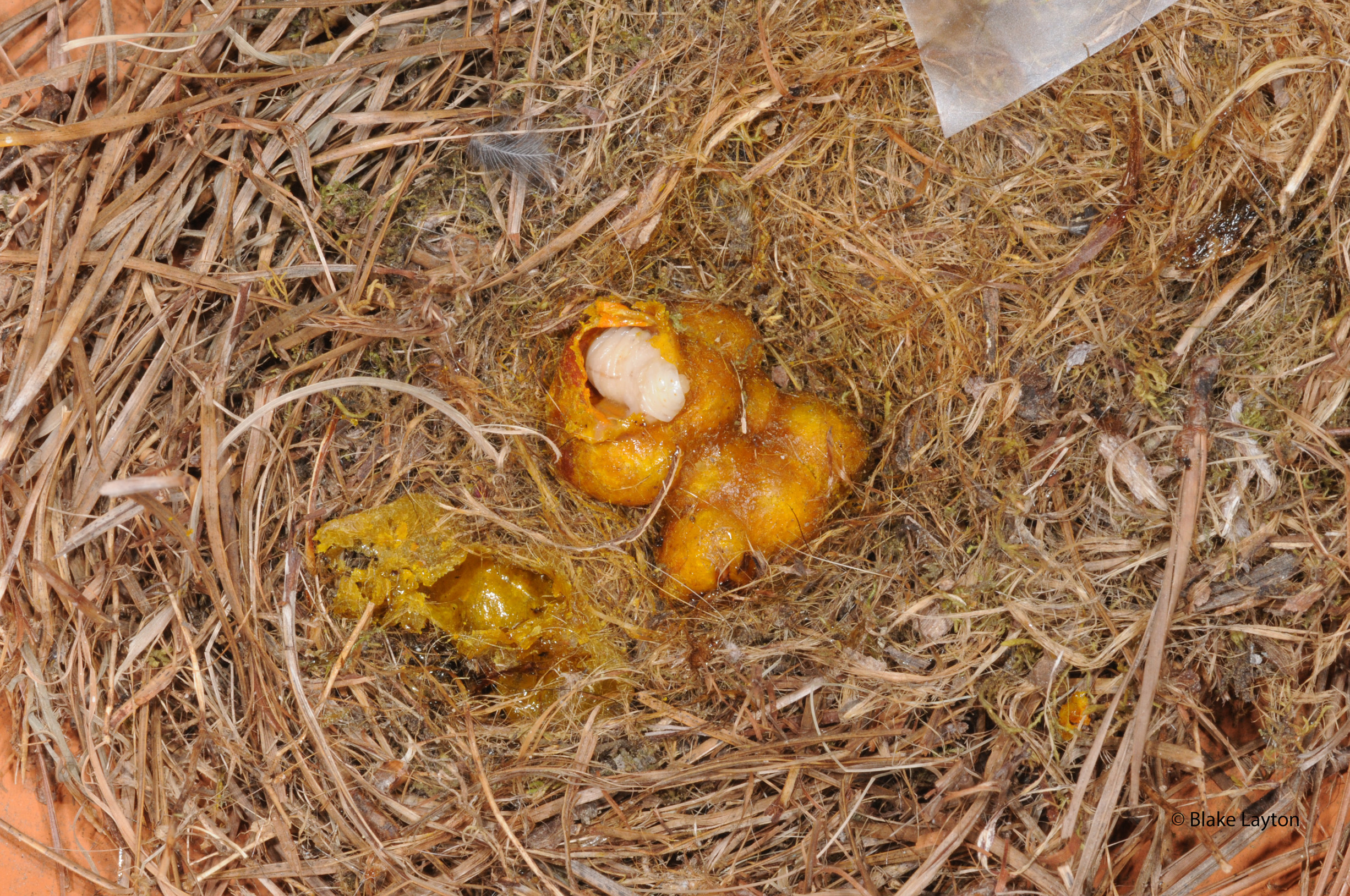 Image of bumble bee nest