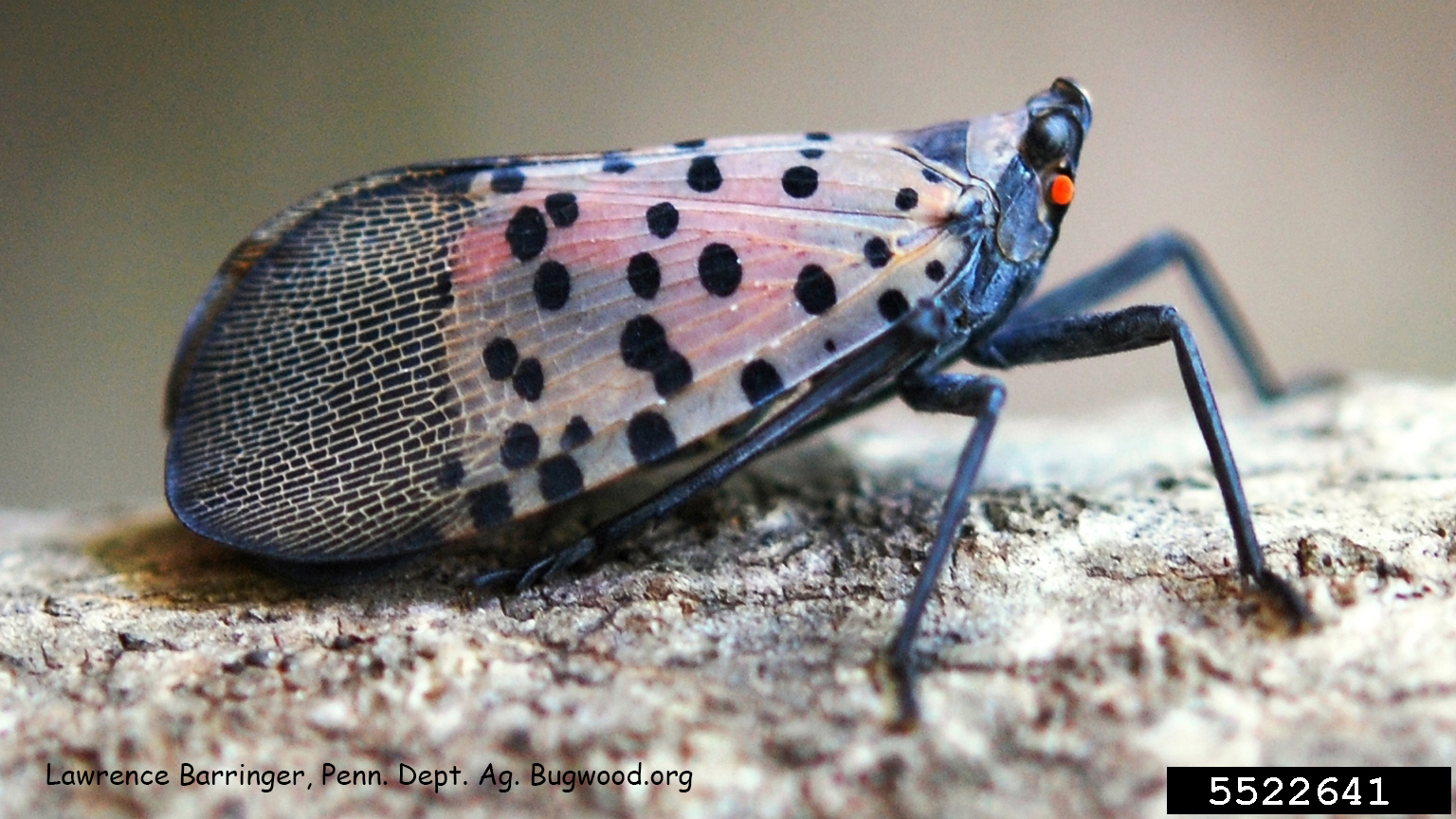 A spotted lanterfly with purplish-grey wings covered with black spots.