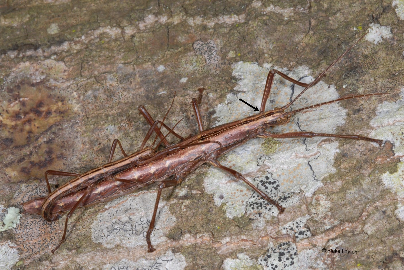 Brown insect shaped like a stick.