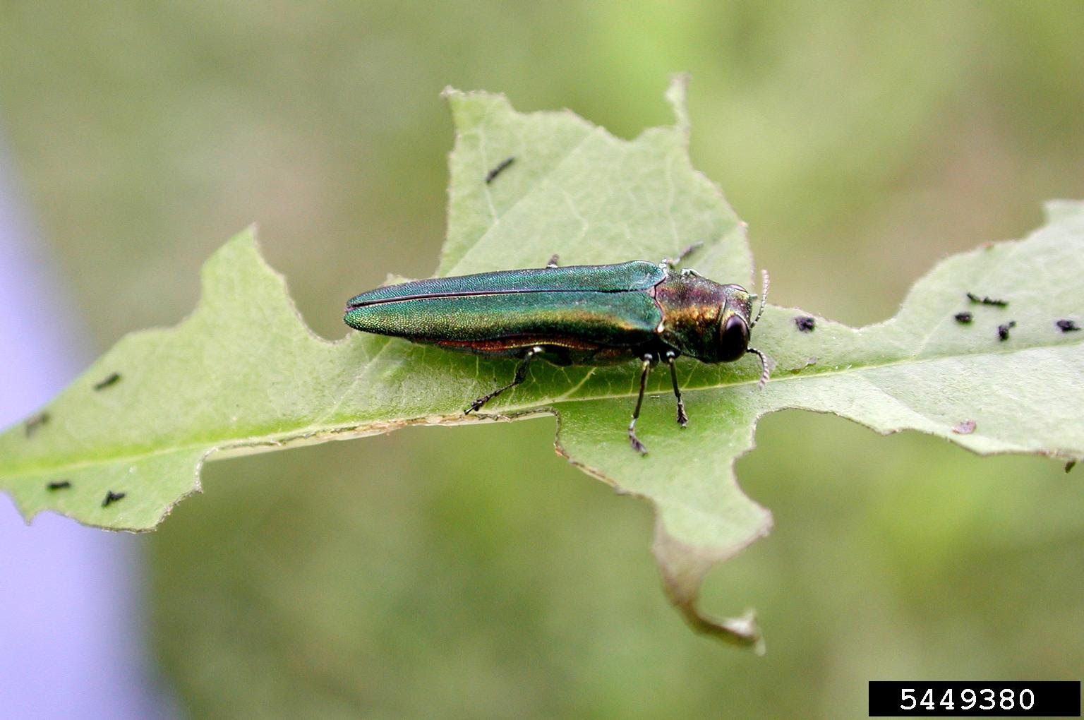 Iridescent bug sits on a chewed up leaf.