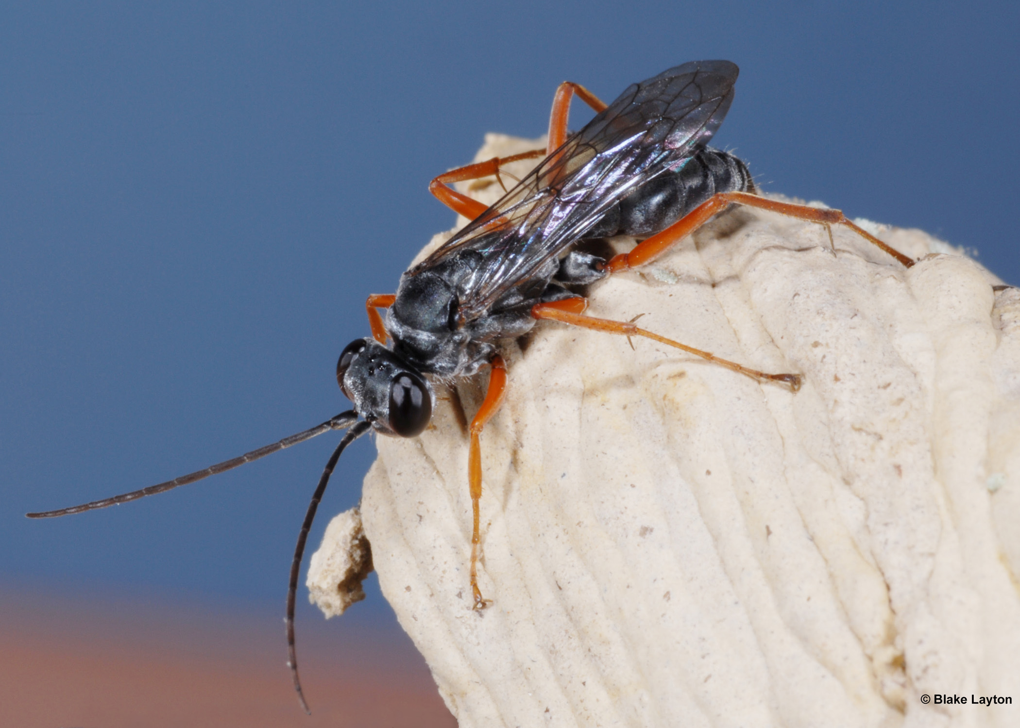 A black bug with red legs rests on a white surface.