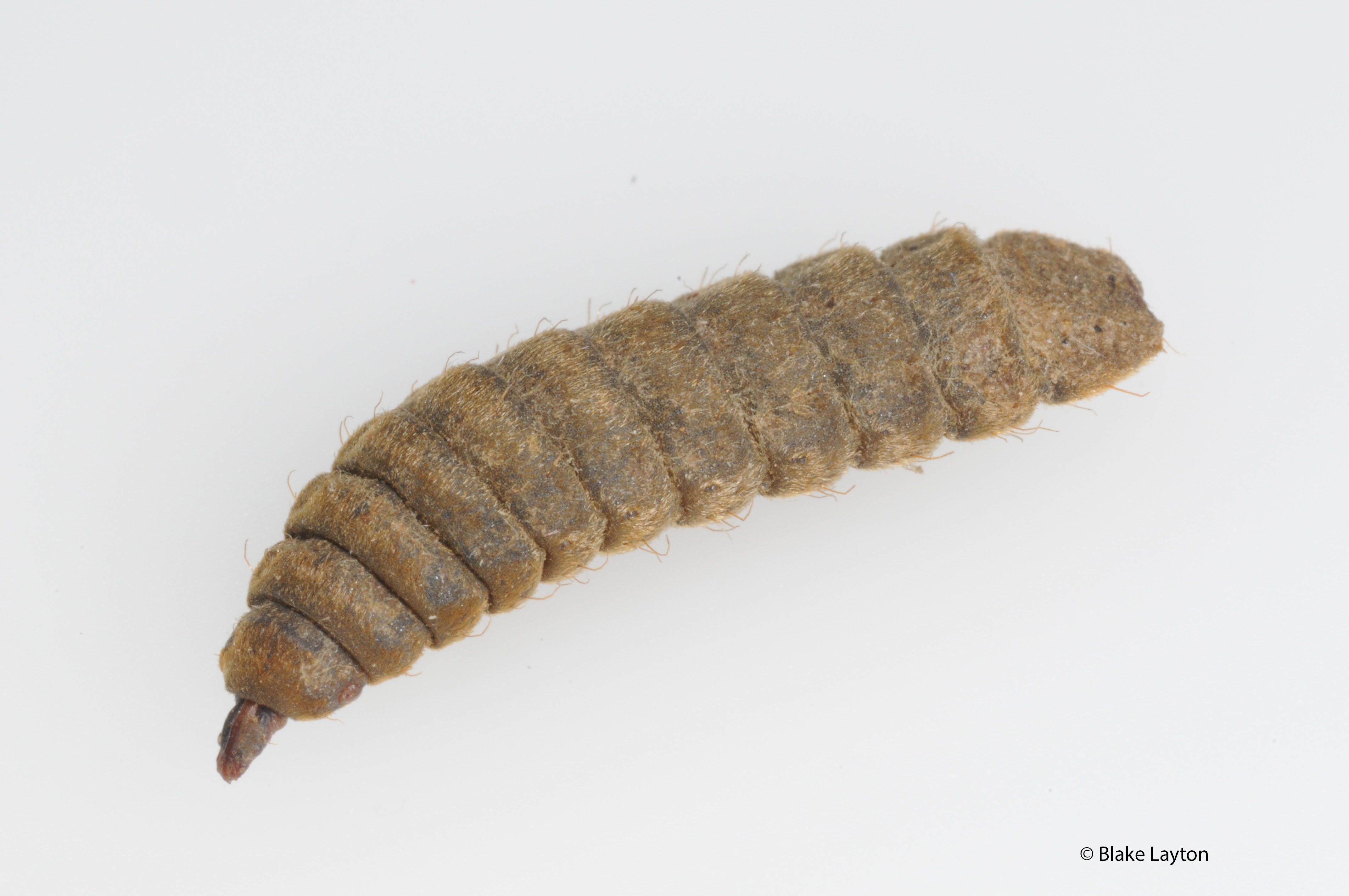 Brown larvae