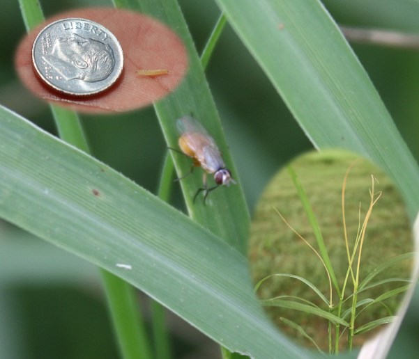 Bermudagrass stem maggot with a dime for scale