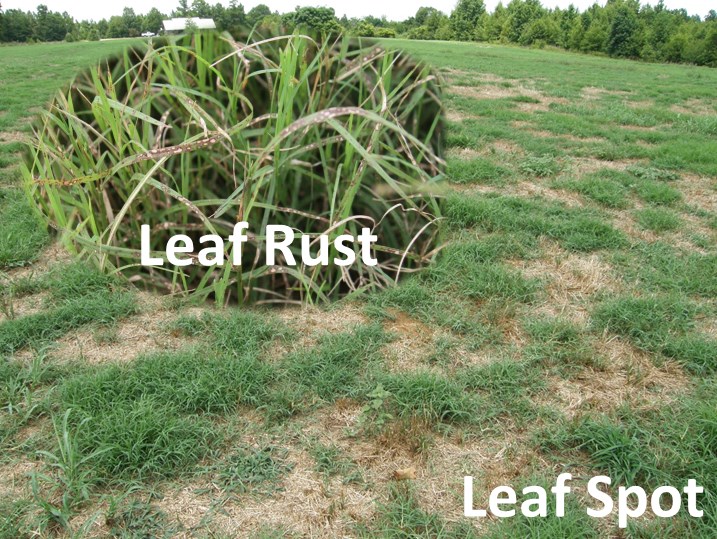 close up of grass with leaf rust and left spot