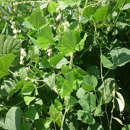 Green, leafy plant.