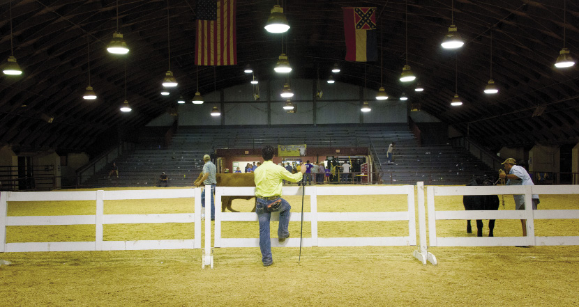 Young man observing a brown and a black cow at a livestock show