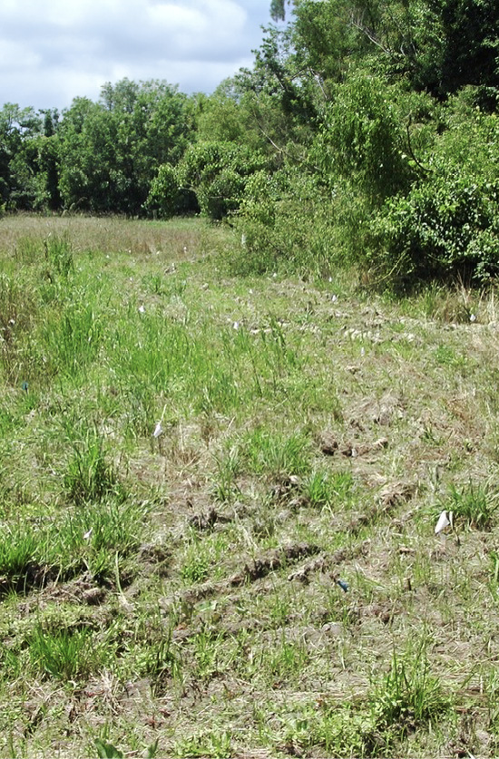 Site with freshly planted hardwood seedlings.