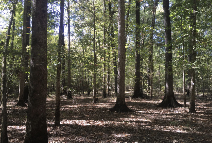 Large, evenly spaced cherrybark and swamp chestnut oaks.