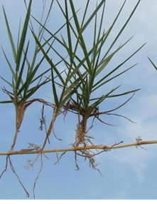 Outstretched rhizome with three torpedograss shoots.