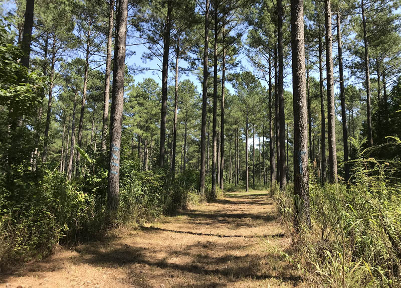 A worn path on the forest floor is featured between rows and rows of trees.