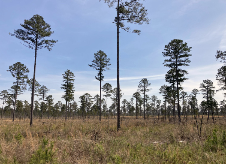 A field with several trees spaced far apart from each other.