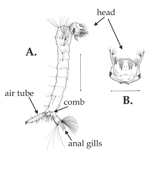 A detailed view of the southern house mosquito larva.